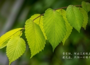 开云官网-36年的轮回，当梅西的左脚让南美荣光重燃
