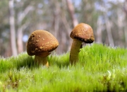 开云下载-桑巴怒焰燃爆E组，费利克斯引领进攻狂潮，巴西雨中击溃加拿大定乾坤
