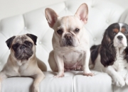 开云体育入口-一记头槌，改写历史，德里赫特的争冠绝唱