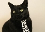 开云体育平台APP-灰熊新王登基夜，爱德华兹用一记审判之锤让库里王朝提前散场