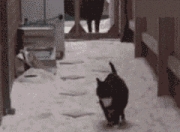 开云体育登录-摩纳哥街道赛巅峰对决，F1焦点战中雷恩车队的血拼逆袭