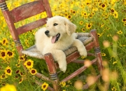 开云体育APP下载-破壁者黄喜灿，当闪电撕裂南美高墙，牙买加如何完成不可能的征服