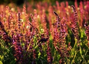 开云体育app-赛道封锁与战术封锁，F1揭幕战与那不勒斯对马赛的双重博弈