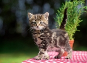 开云体育登录-跨洋降维打击？文班亚马状态火热到可以单挑一支球队了！