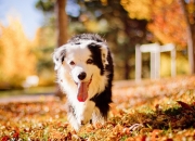 开云体育官网-铁骑踏破圣城日，班凯罗完成救赎时，一场毁灭与重建的独角戏