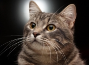 开云体育中国-从钟表机械到风暴中心，足球掌控力的双重奏