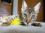 开云官网-格林封神夜！他如利刃出鞘，北京拒绝爆冷血拼勇士