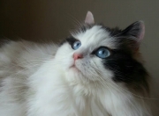 开云-孤星破冰原，恩比德如何在对阵森林狼时打出赛季最佳攻防表现