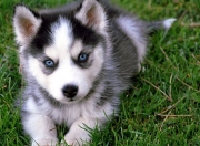 开云体育平台APP-欧冠决赛之夜，英格拉姆刷新纪录，当足球的狂欢遇见篮球的孤影