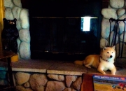 开云-雄狮怒吼！塞内加尔正面击溃巴西，莱奥独造三球点燃赛场奇迹