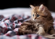 开云体育在线-巅峰对决，掘金力克热火，东契奇关键先生定乾坤