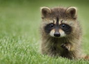 开云APP-撕裂麦迪逊，杰克逊用防守冰封纽约，亲手扼住进攻脉搏