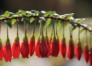 开云-唯一性展现，乔治爆发引领吉林队强势晋级，凯尔特人传统获新生