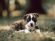 开云体育登录-撕裂极光的火焰，洪都拉斯如何以冰岛方式击碎冰岛，巴尔韦德一炮点燃新大陆