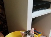 开云体育官网-跨界对决，北京队奇迹般带走尼克斯，NBA总决赛新篇章