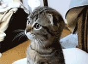 开云体育APP下载-欧冠决赛焦点战，热火碾压凯尔特人，唯一性的篮球盛宴