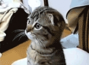 开云体育APP下载-欧冠决赛焦点战，热火碾压凯尔特人，唯一性的篮球盛宴