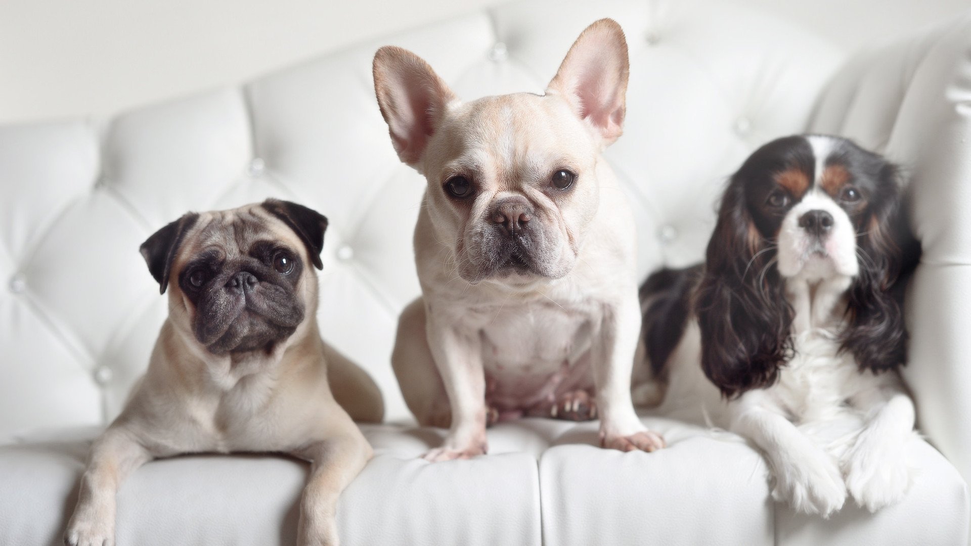 一记头槌，改写历史，德里赫特的争冠绝唱