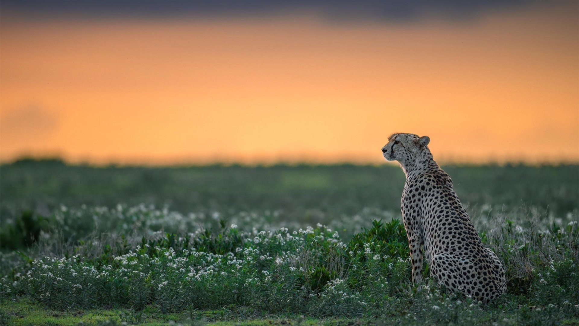 黑马啸山林！吉林队轻取骑士，班凯罗双面魔影成关键先生