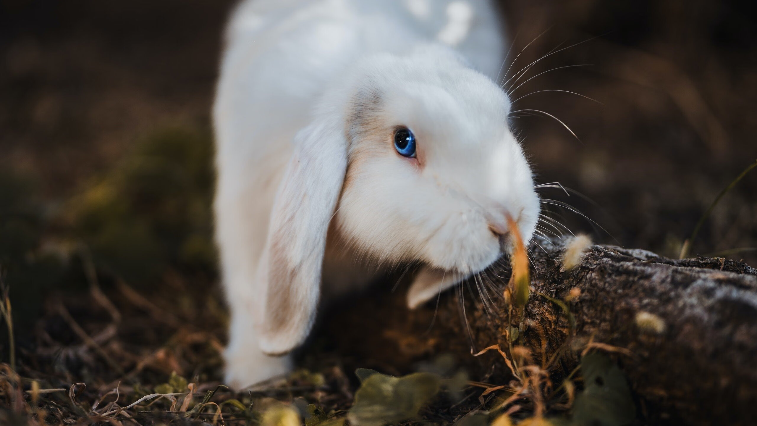 绿茵烽火下的定海神针,欧冠淘汰赛之夜,英格拉姆以不掉线的稳定书写另一种传奇