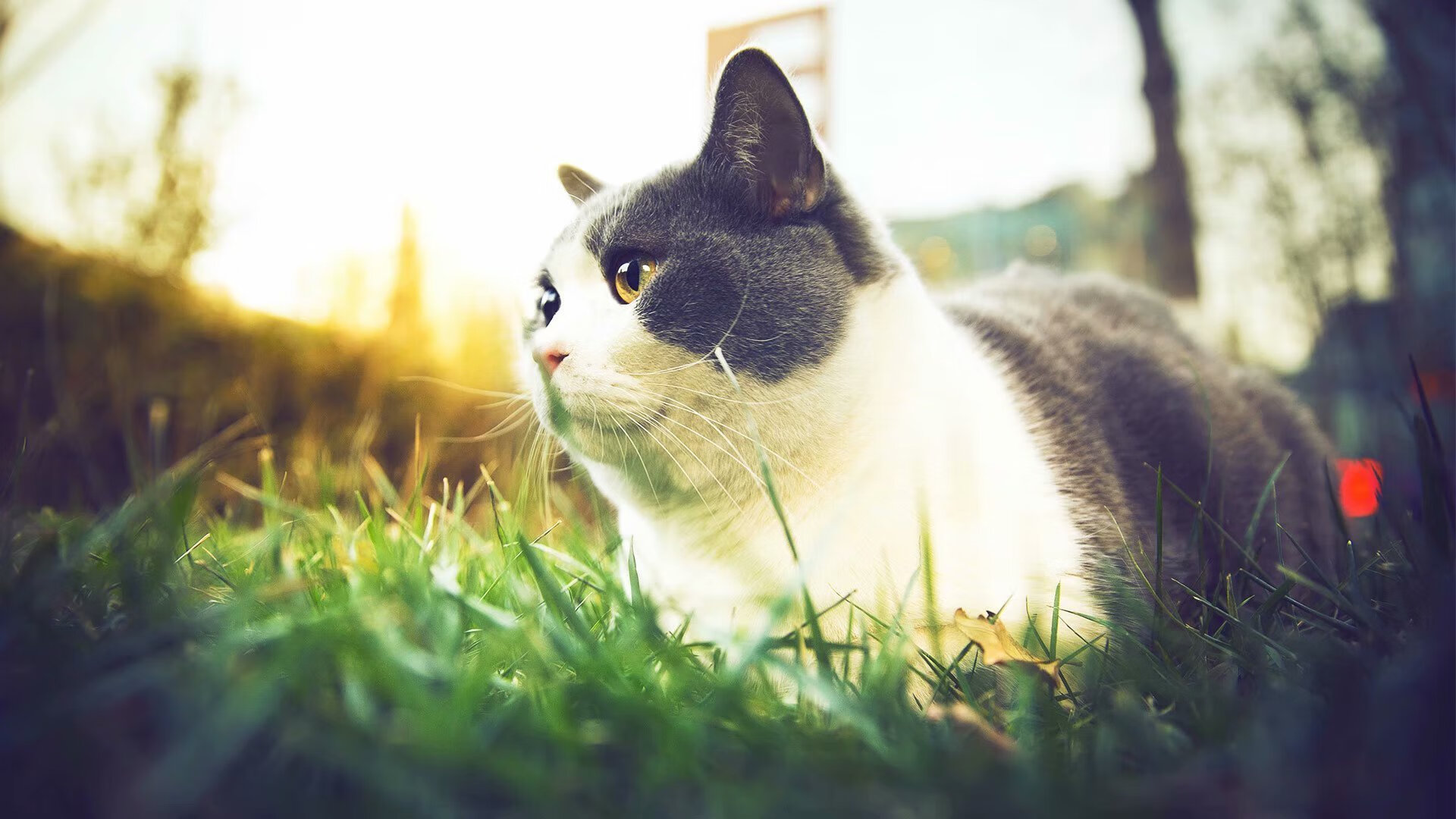 从亚特兰大到美加墨，当老鹰展翅之时，新王已然加冕