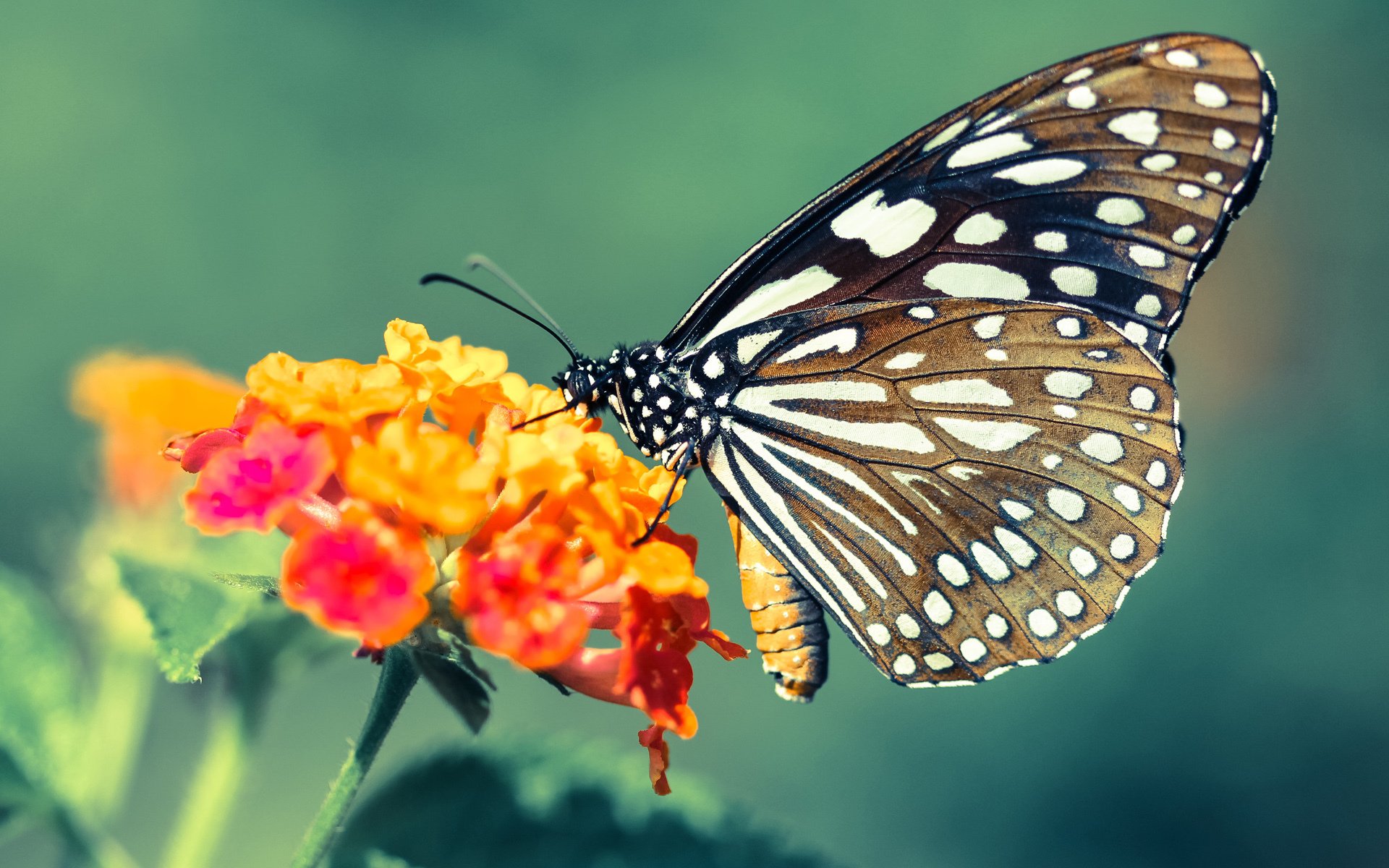 从杵桩王到破城槌,卢卡库用膝盖改写欧冠剧本