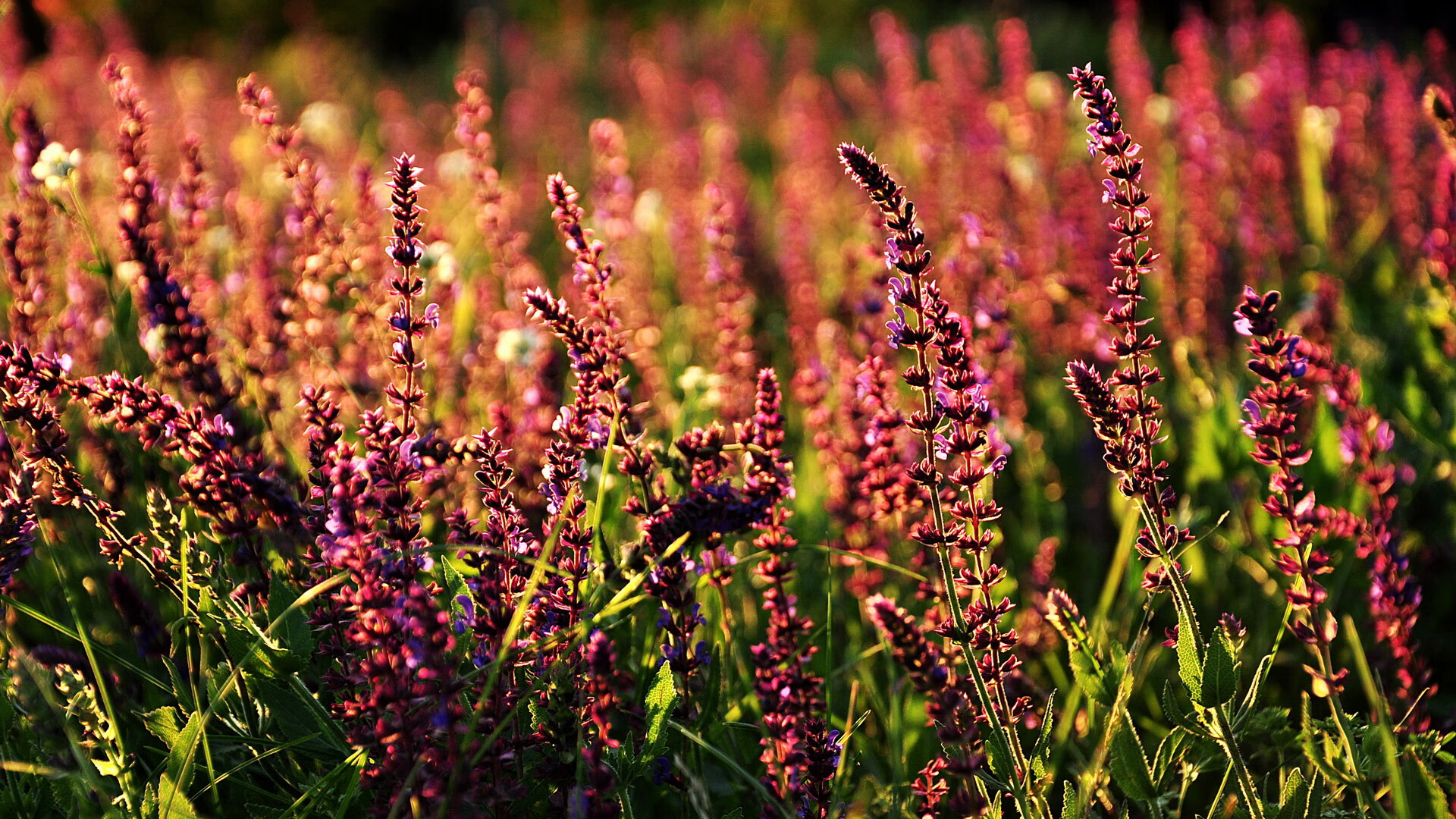 赛道封锁与战术封锁,F1揭幕战与那不勒斯对马赛的双重博弈