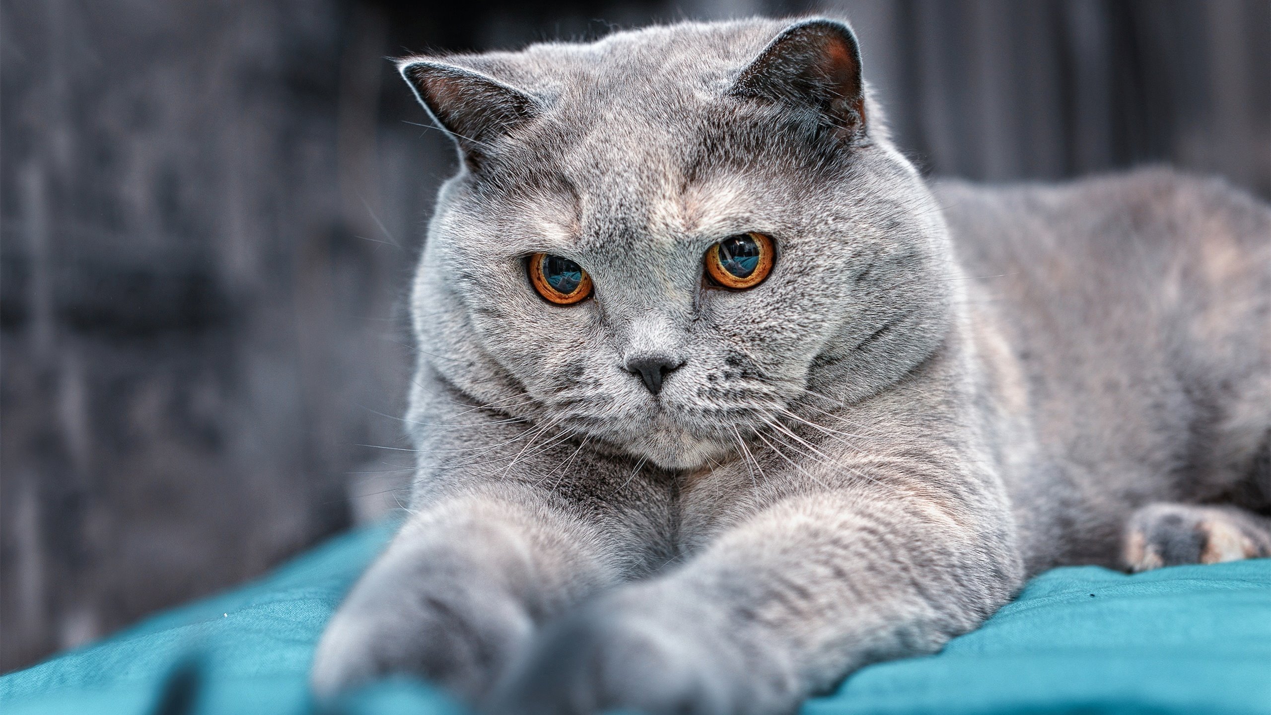 字母哥利刃出鞘无人可挡,北京红色洪流冻结热火—个体卓越与体系制霸的篮球美学对话