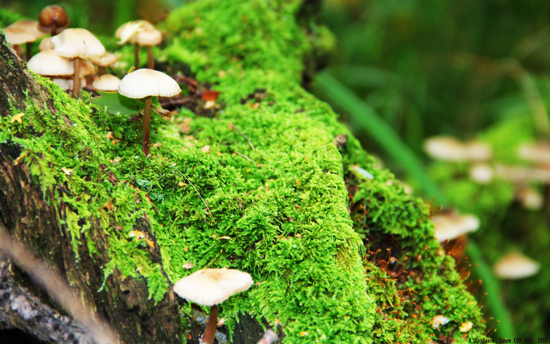 双面镜,詹姆斯决战时刻的血管与篮网无形刻下的历史