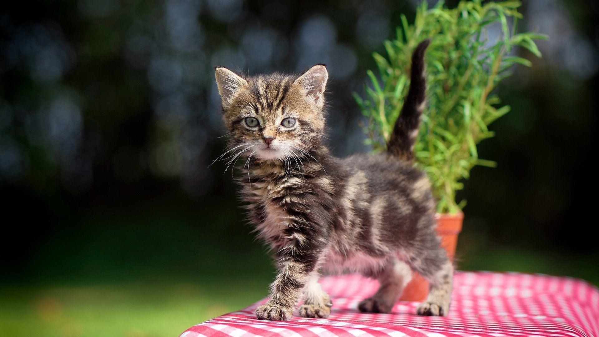 跨越时空的热血，广东加时擒雄鹿，文班亚马在绿茵场接管英超争冠战