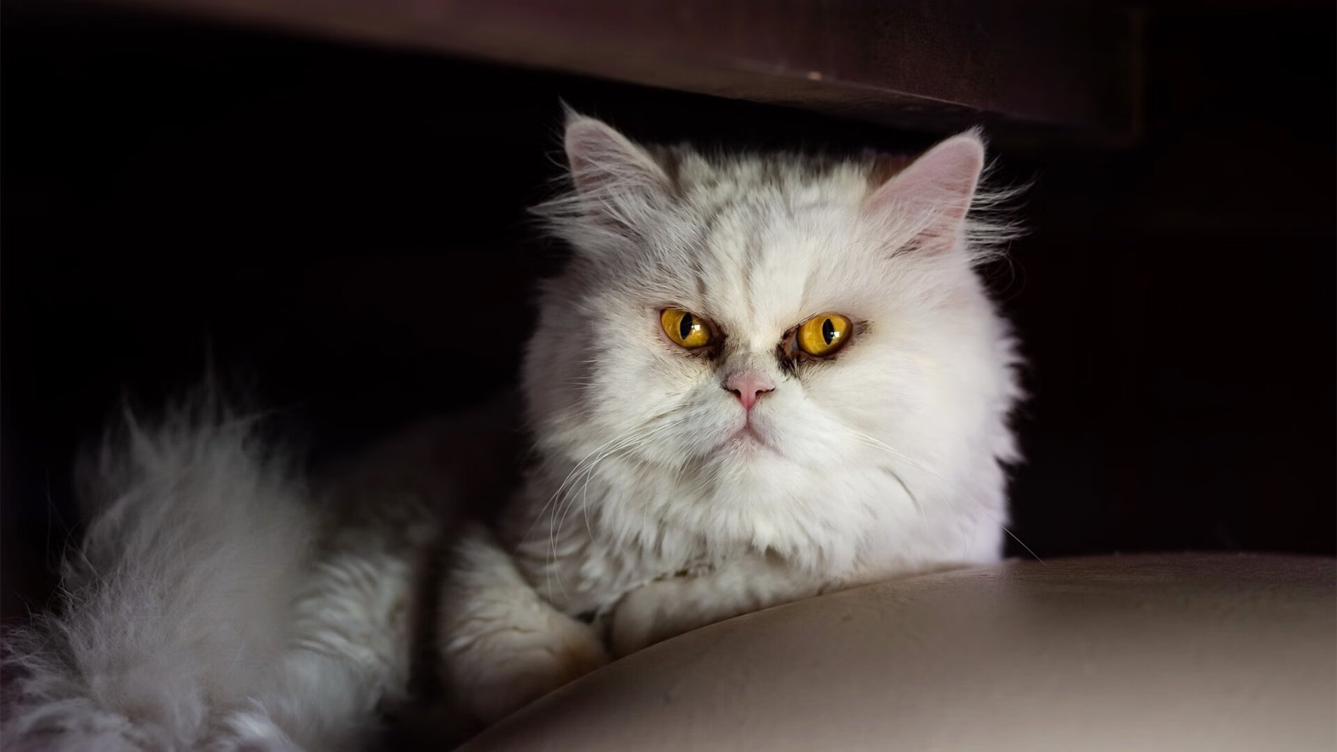 狂欢夜的失意人,当贝蒂斯绿潮碾过,为何卢卡库的锋芒最是刺骨