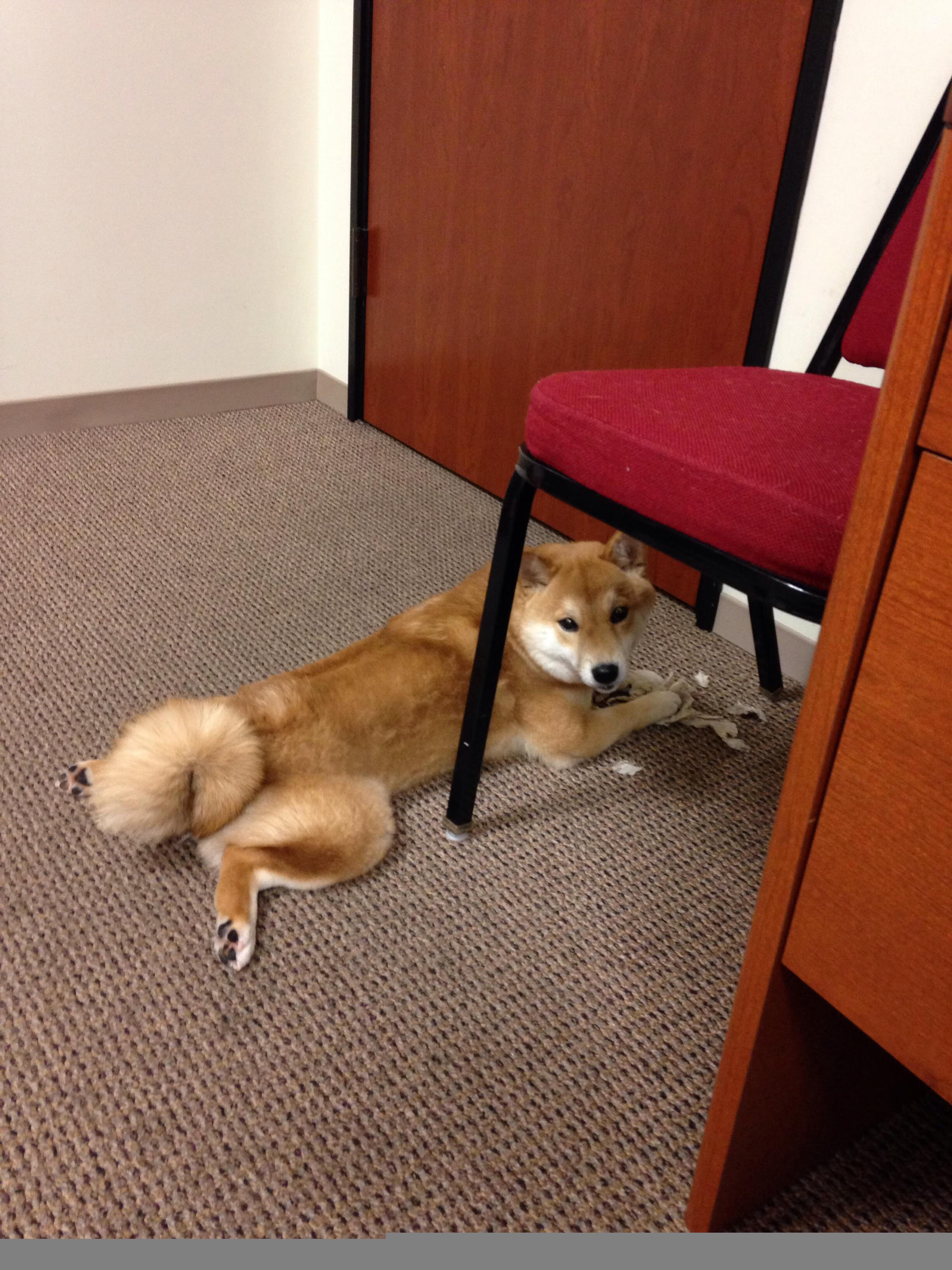 总决赛惊现静默核武，西亚卡姆用最古老的武器投出最现代的英雄主义