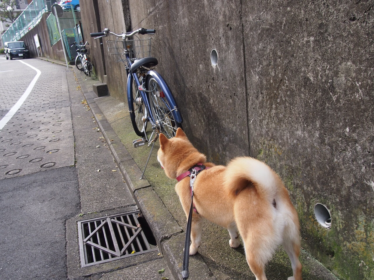 意甲焦点战之夜,卡瓦哈尔越界打出生涯之夜,当西甲利剑刺入亚平宁叙事