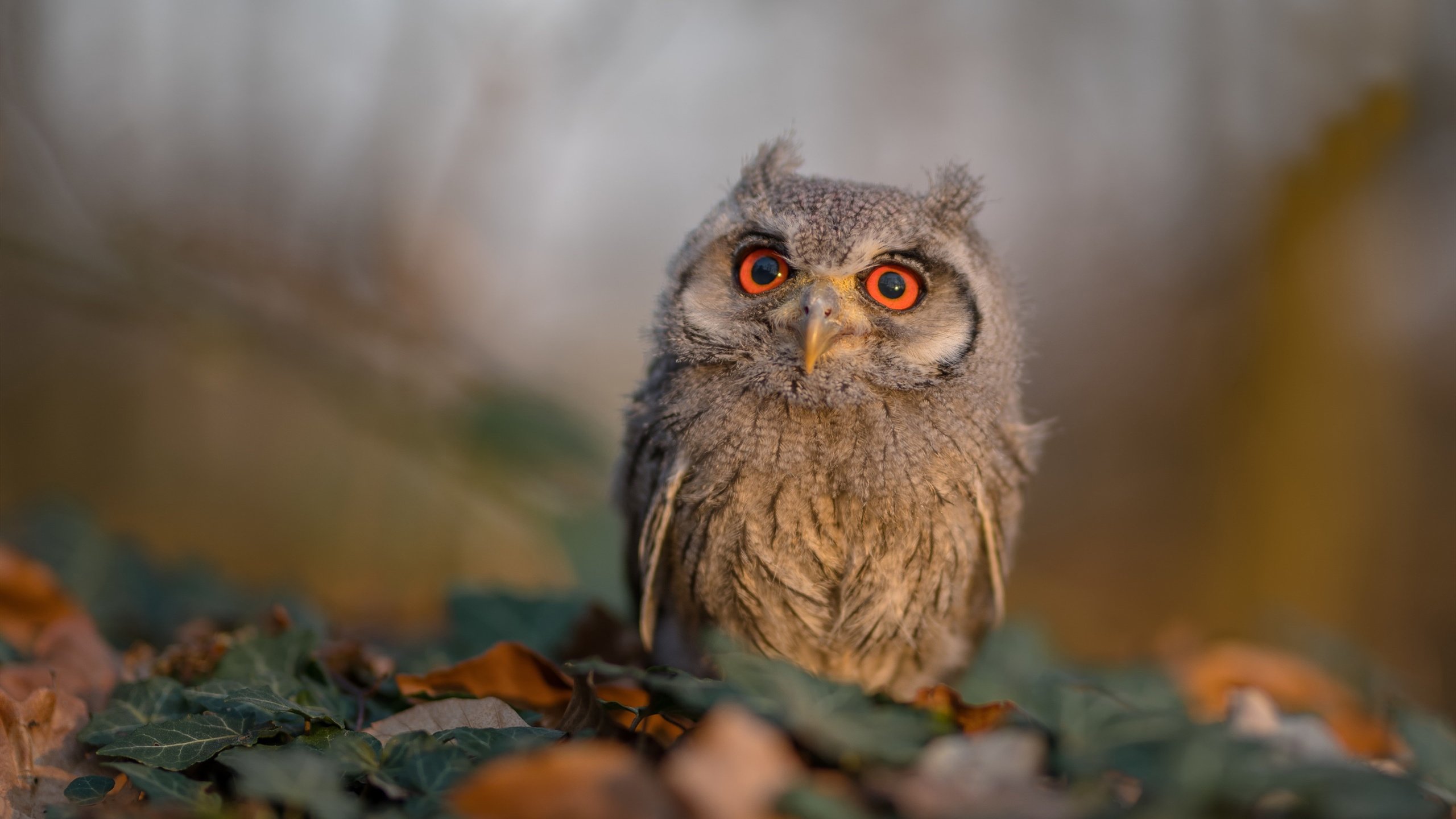 火热蒂亚戈灼伤赛场，曼联得分狂潮掀起英超货币战争