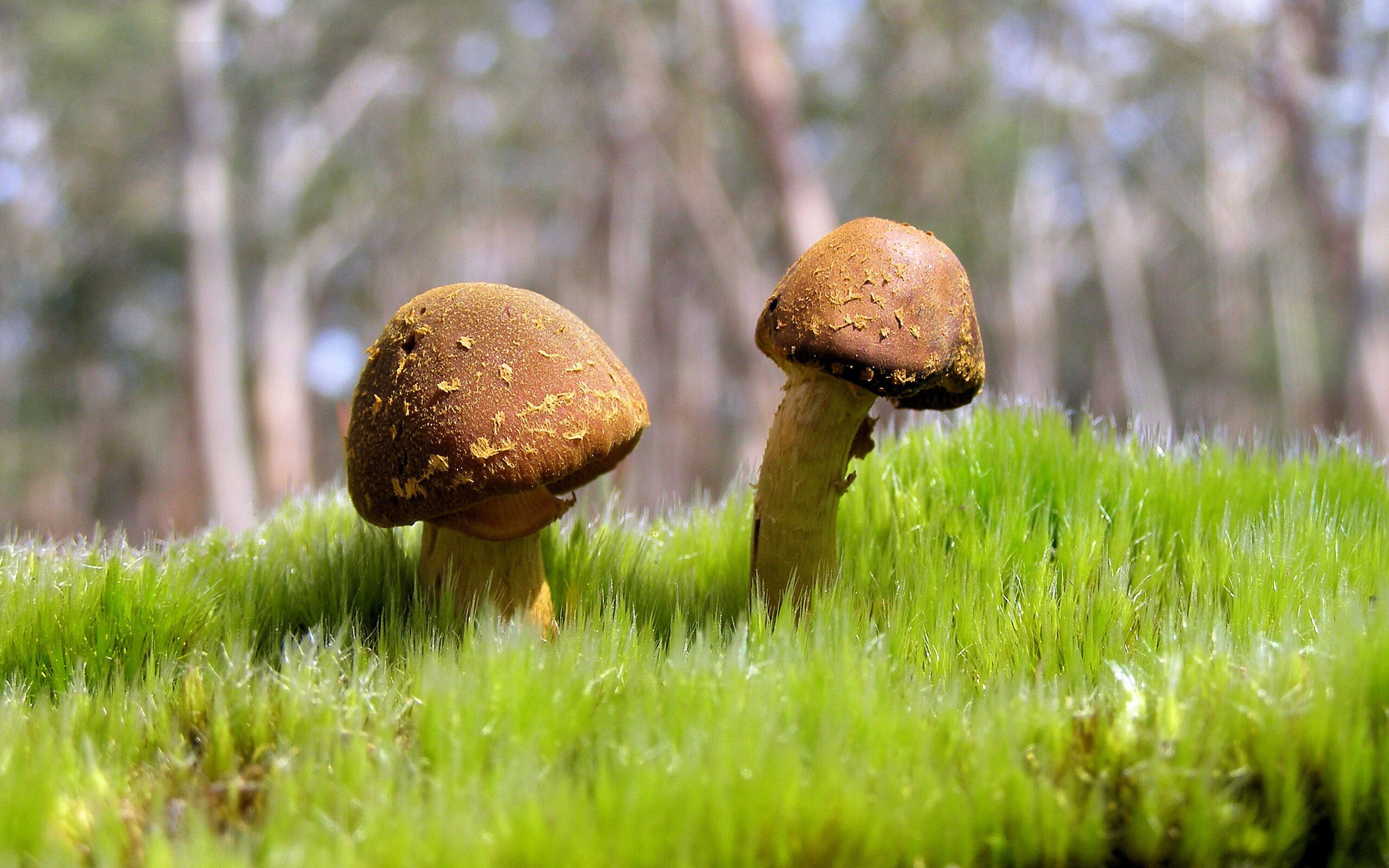 时空折叠的奇迹，当英格拉姆在新疆队爆发，广厦队如何被制霸？