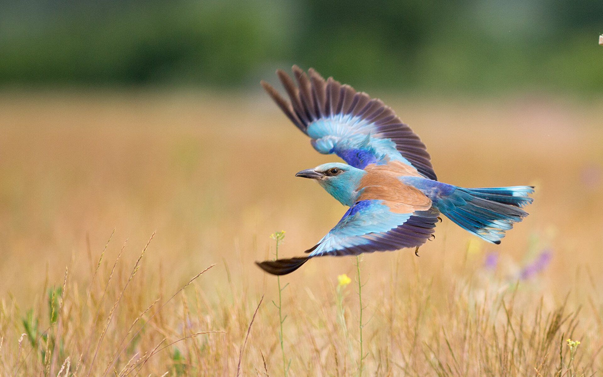 资本与足球的双重奏，卡塔尔强势拿下马德里竞技，蒂亚戈在焦点战证明自己