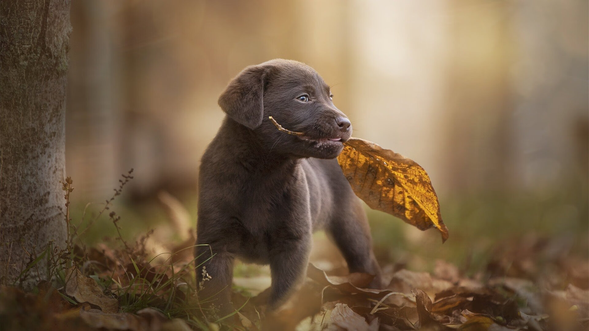 维尼修斯，绿茵场上的攻防转换核心