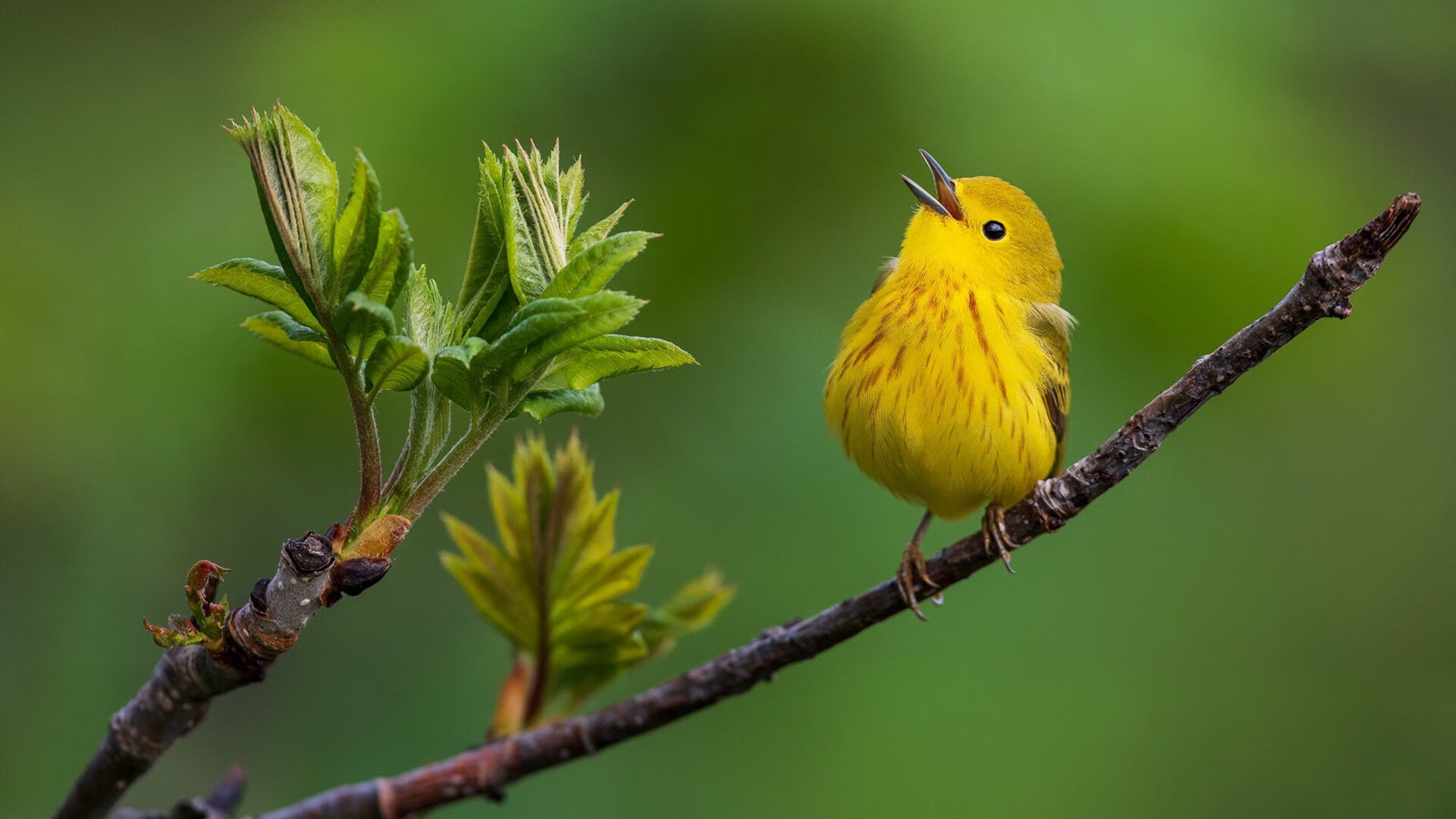 南十字星照耀威斯特法伦，新西兰的足球童话与马丁内利的加冕时刻