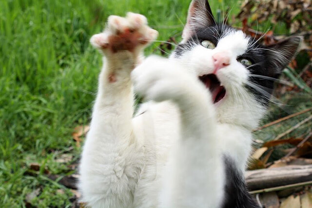 将智利缝在衣领的红军,被天使的翅膀切开