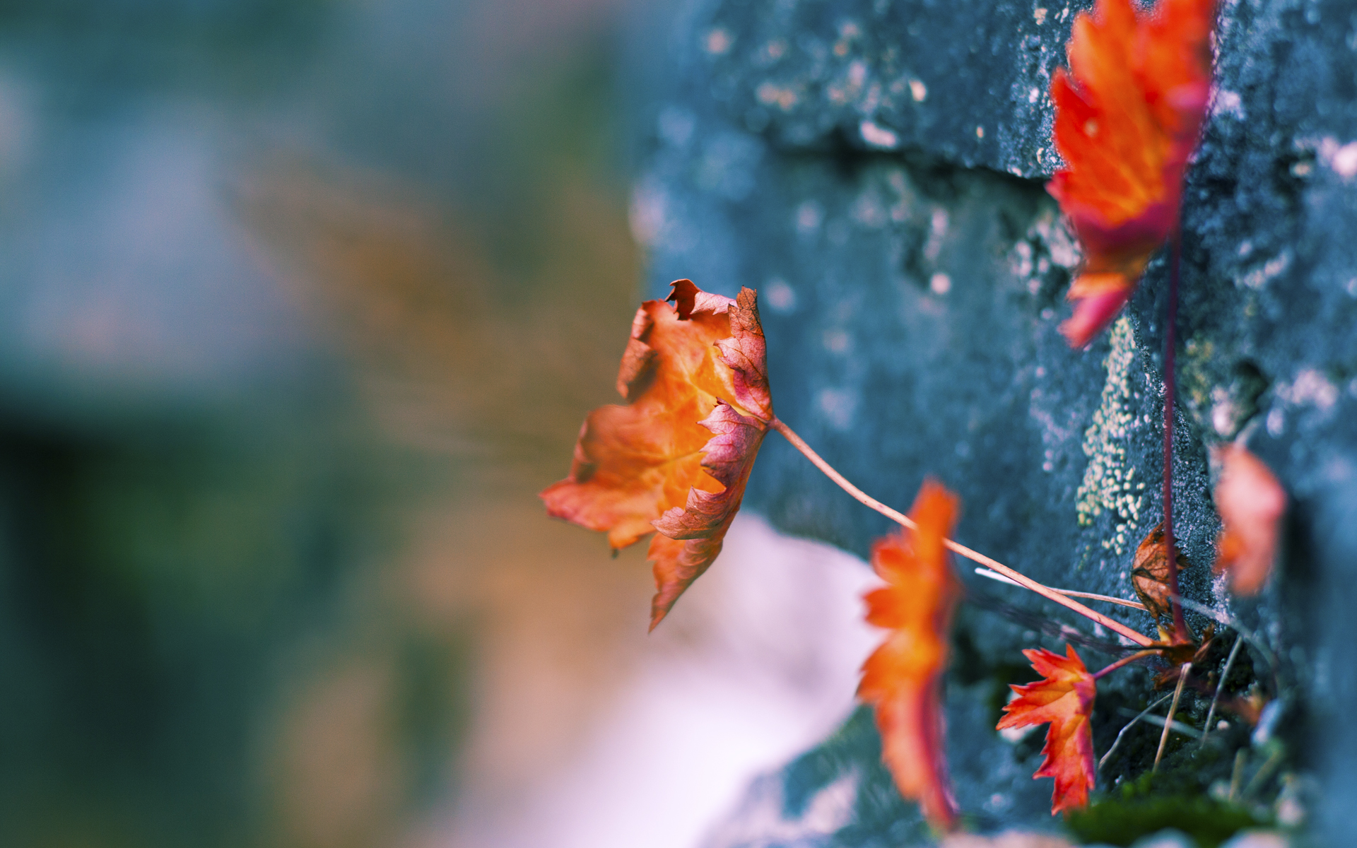当阿塔卡马的星空遇见两河月色,奥斯梅恩一球缝合两个大陆的裂缝