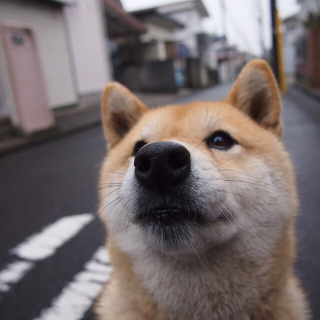 唯一性的定义,当弗拉霍维奇化身叹息之墙,一场比赛如何改写我们对天才的全部想象?