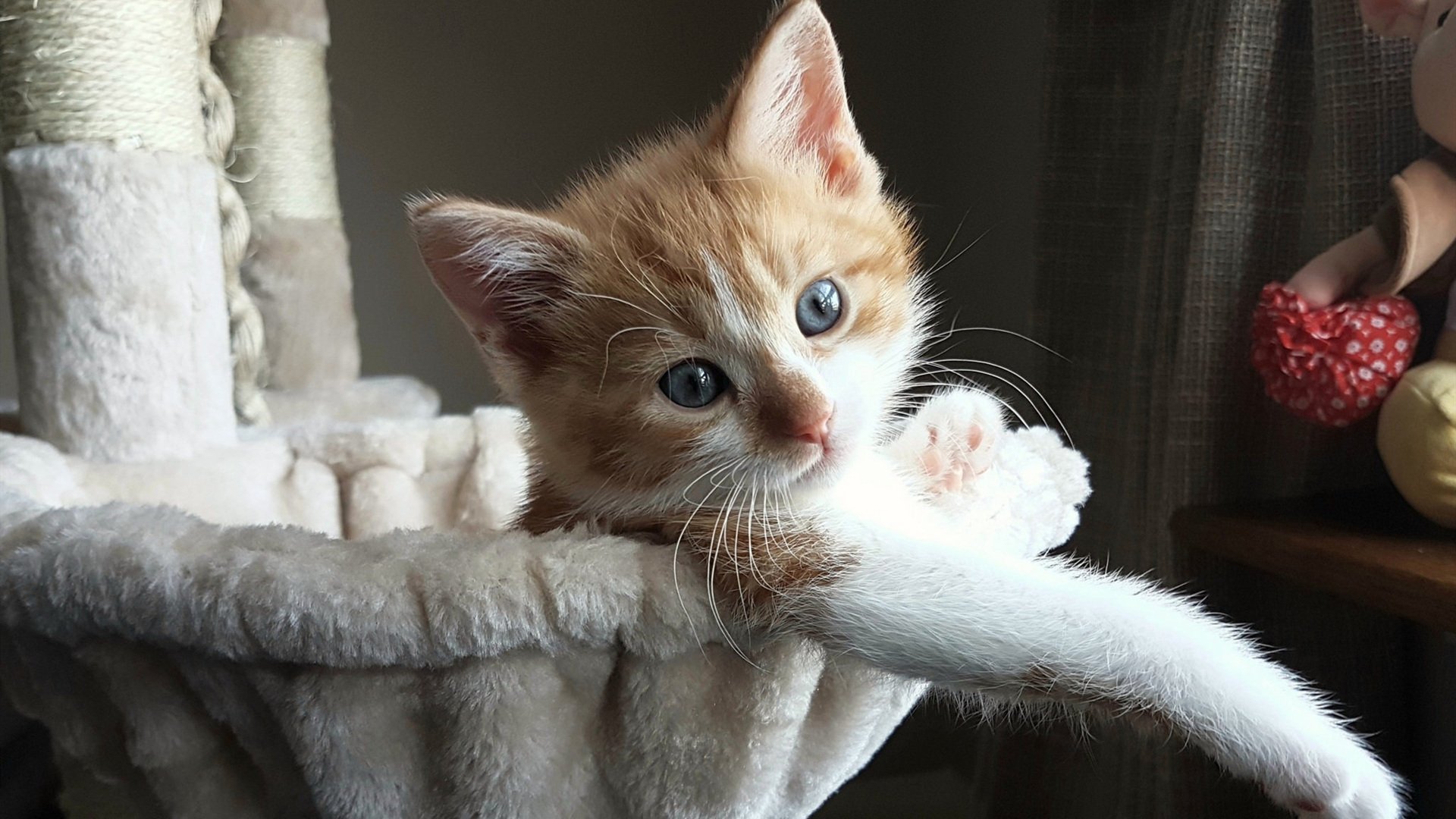 青涩雷霆掀翻王朝余烬，文班亚马于无声处的绝杀进化论