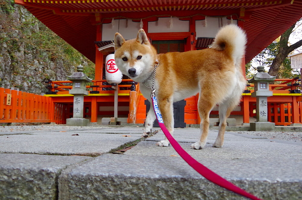 莫兰特36+12统治攻防，魔术加时险胜广厦获国际赛开门红