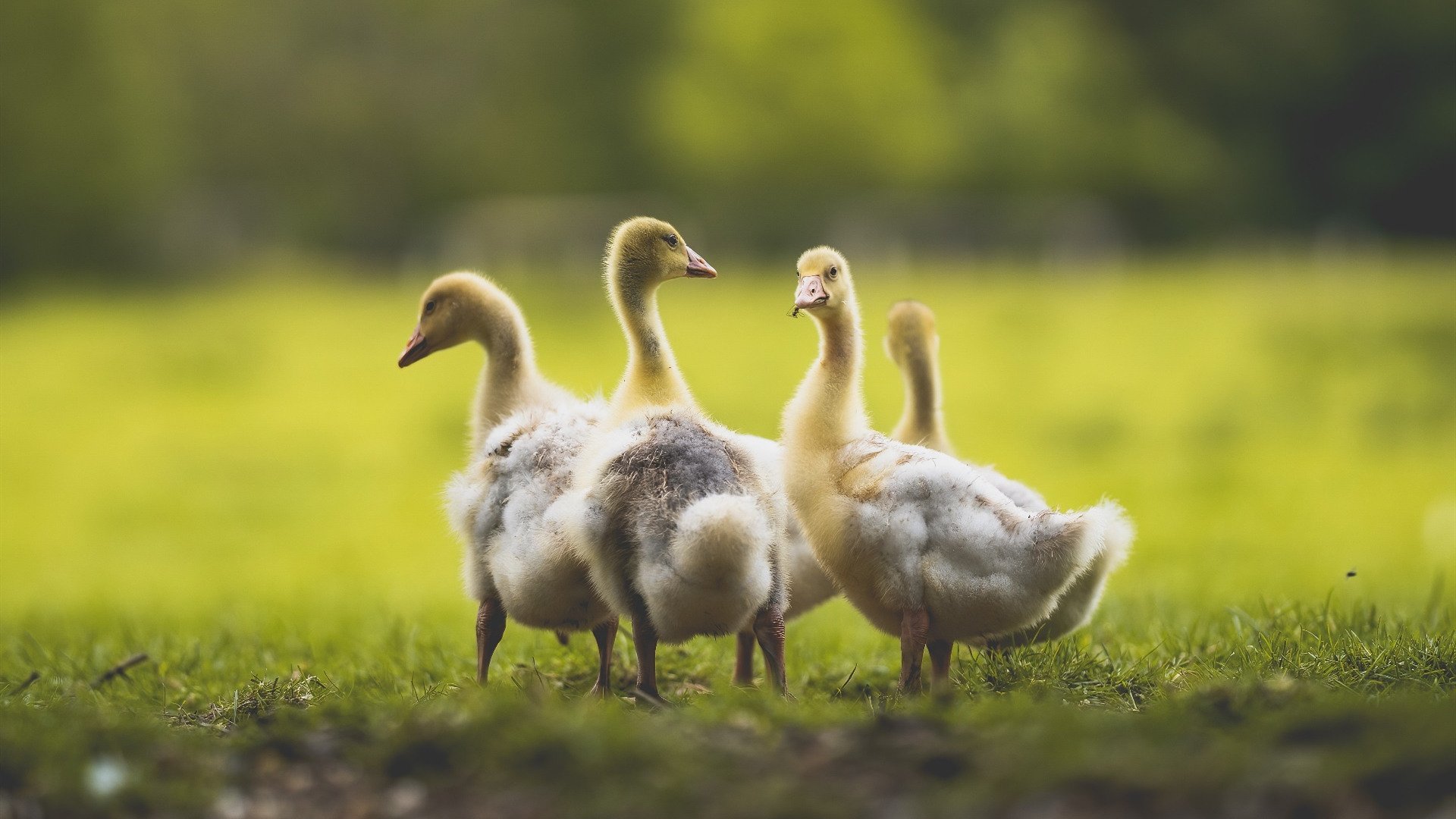 最后一舞,迪马利亚的美加墨心跳