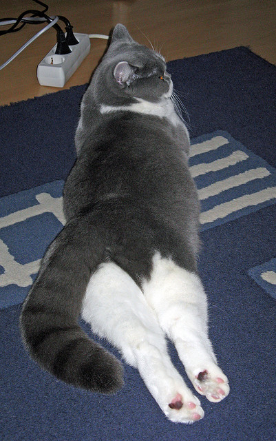 王座之下，恩佐于高原客场踏平玻利维亚，在奥运周期哨响前接管比赛