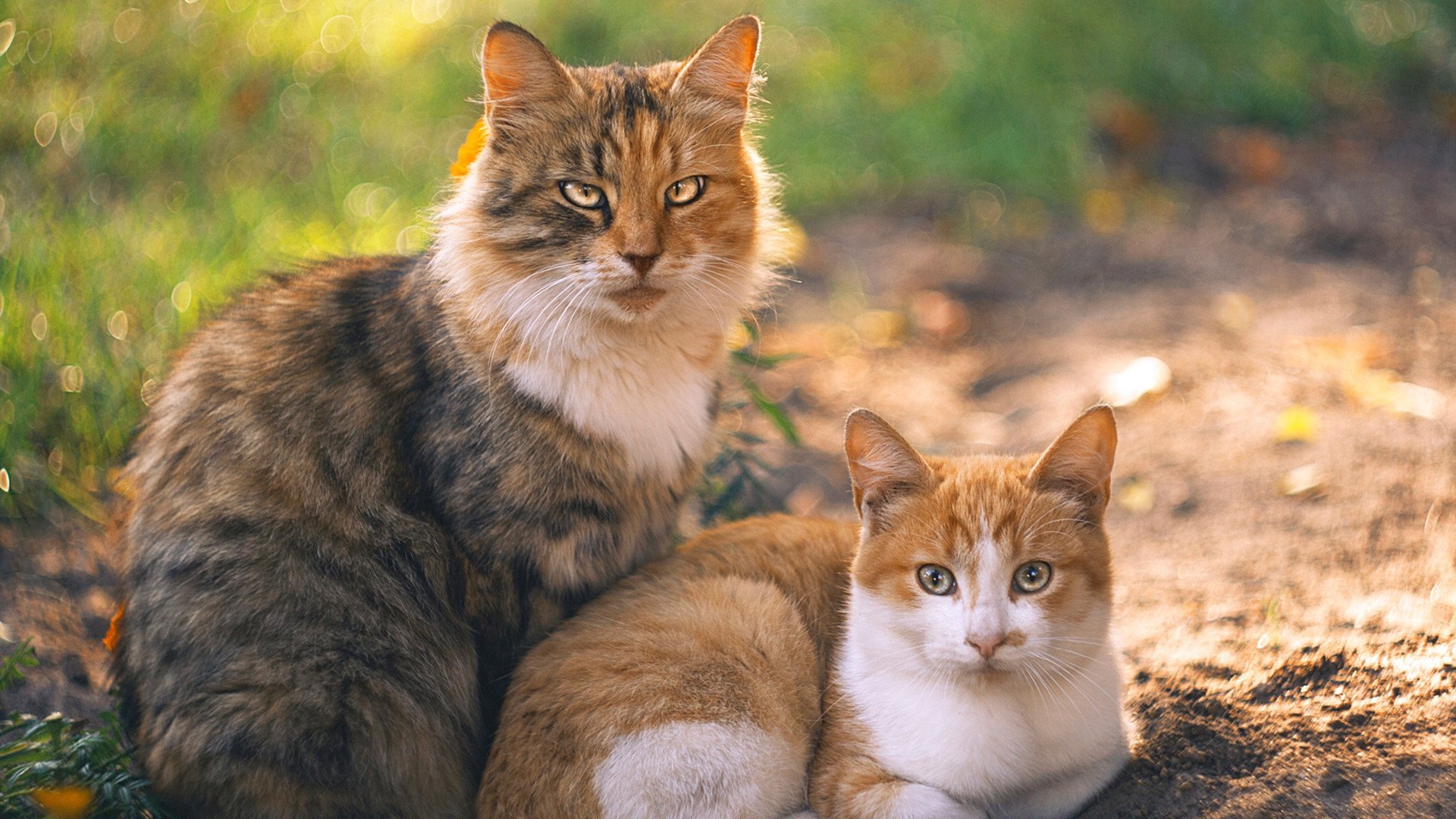 热火绝地逆袭，克莱满分归来，不熄之火，才是篮球最深的信仰