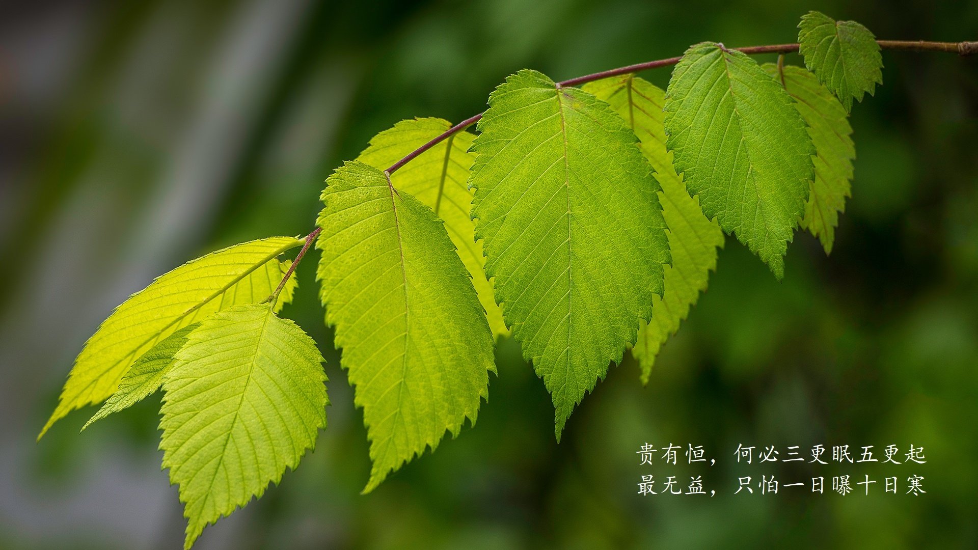 枫叶逆袭,2026世界杯E组,加拿大如何用钢铁防反碾碎桑巴王朝